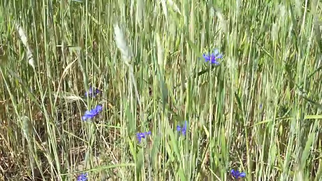 阳光明媚的日子里，麦田里的蓝色矢车菊视频素材