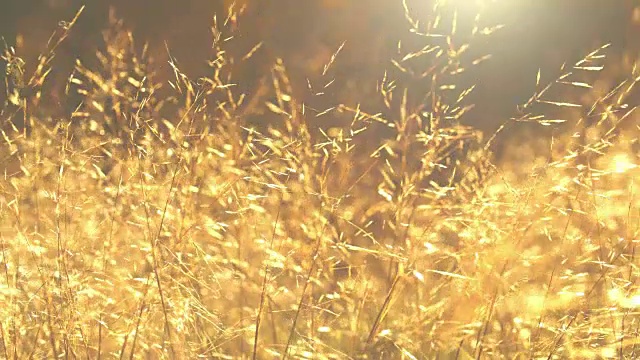 温暖的夏日阳光照耀着野生的草地。视频素材