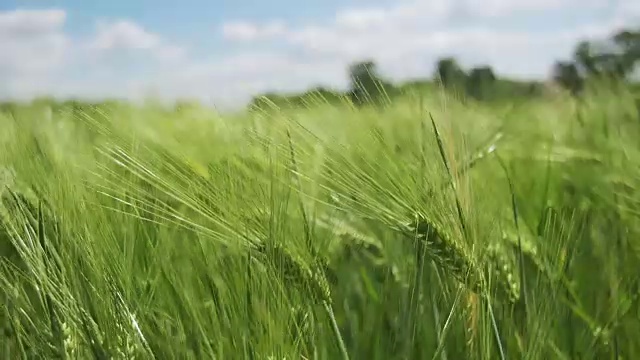 田间的幼绿小麦和小穗。慢动作视频素材