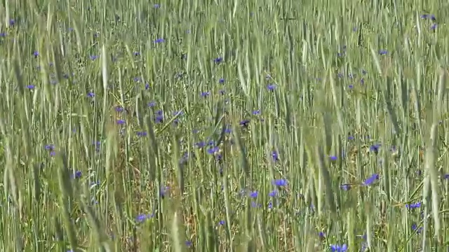 阳光明媚的日子里，麦田里的蓝色矢车菊视频素材