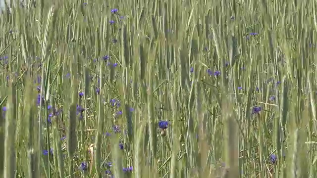 阳光明媚的日子里，麦田里的蓝色矢车菊视频素材