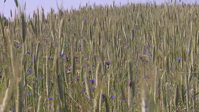 阳光明媚的日子里，麦田里的蓝色矢车菊视频素材