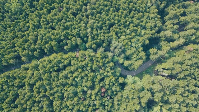 森林中移动汽车的道路鸟瞰图视频素材