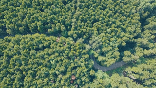 森林中移动汽车的道路鸟瞰图视频素材