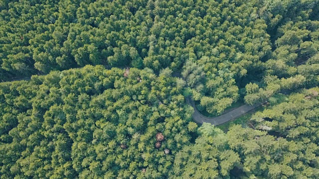 森林中移动汽车的道路鸟瞰图视频素材