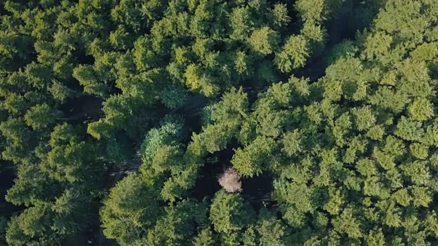 森林中移动汽车的道路鸟瞰图视频素材