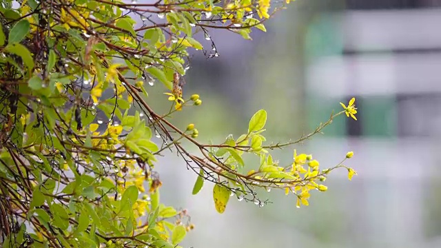 4K:雨季的雨落在黄花上视频素材画面1