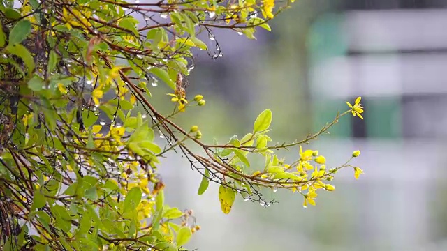 4K:雨季的雨落在黄花上视频素材画面2