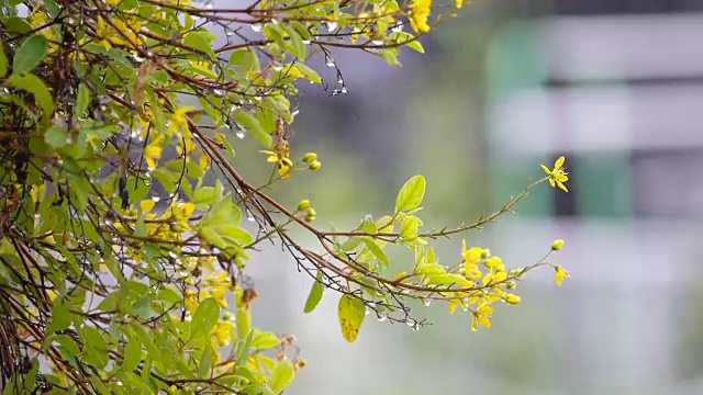 4K:雨季的雨落在黄花上视频素材画面3