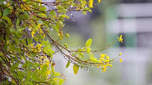 4K:雨季的雨落在黄花上视频素材画面4
