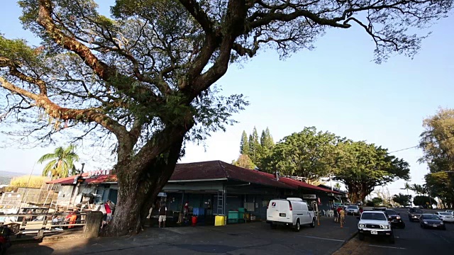 希洛，夏威夷岛视频素材画面1