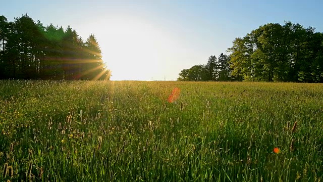 春天森林空地上的日出，戈特斯多夫，Walldürn，奥登瓦尔德，Baden-Württemberg，德国视频素材