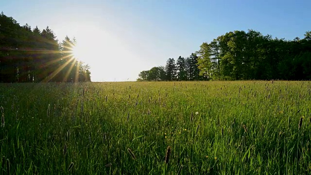 春天森林空地上的日出，戈特斯多夫，Walldürn，奥登瓦尔德，Baden-Württemberg，德国视频素材