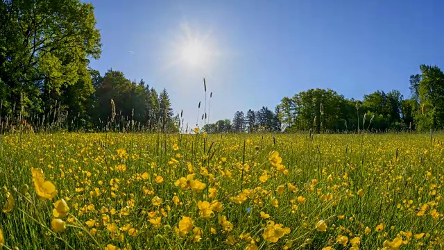 戈特斯多夫，Walldürn，奥登瓦尔德，Baden-Württemberg，德国。春天，森林空地上的日出，毛茛花视频素材