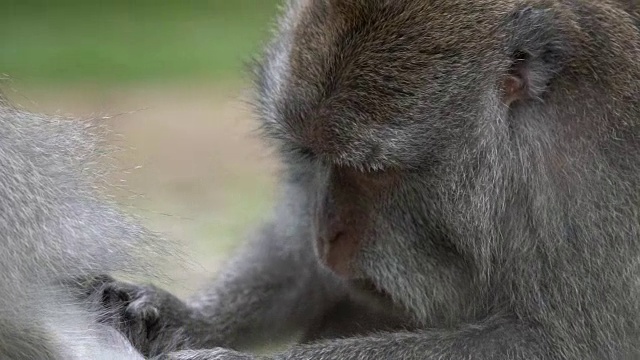 1只猴子试图从另一只猴子那里找到昆虫吃。在巴厘岛乌布的猴子森林。镜头有很好的浅景深。视频素材