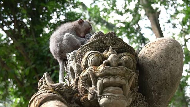 在巴厘岛乌布的猴子森林里，一只小猴子在印度教神庙的雕像上吃东西。镜头与良好的浅景深的领域。视频素材