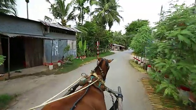 路上的马视频素材画面2