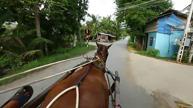 路上的马视频素材画面4