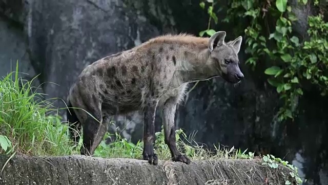 土狼视频素材