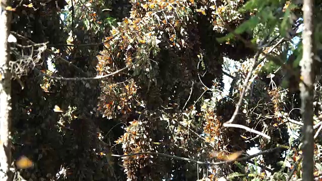 Piedra Herrada Sanctuary (Valle de Bravo)，树上成群的帝王蝶。视频素材