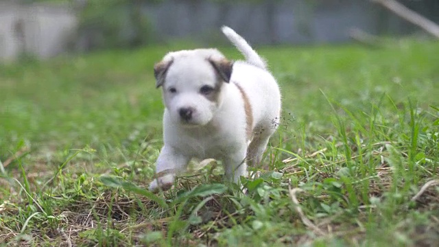 顽皮的狗视频素材