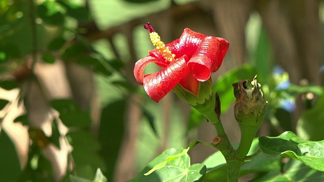 古巴圣克拉拉:树上的“Majagua”(木槿)花视频素材