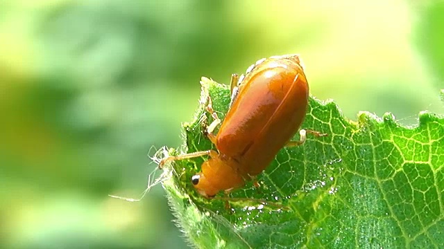 吃甲虫的植物叶子视频素材