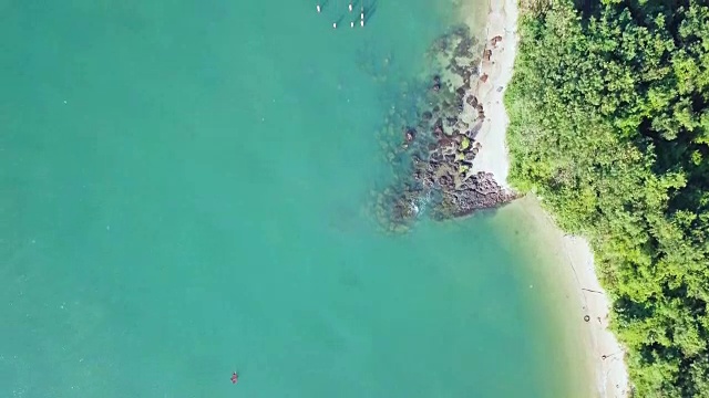 热带海岸野生森林视频素材