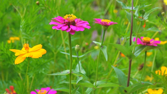 4K:花园里美丽的宇宙花视频素材