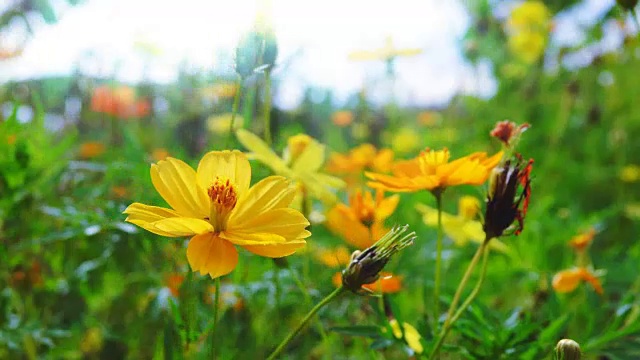 4K:花园里美丽的宇宙花视频素材