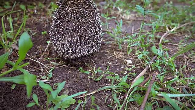 多刺的刺猬离开了草地视频素材