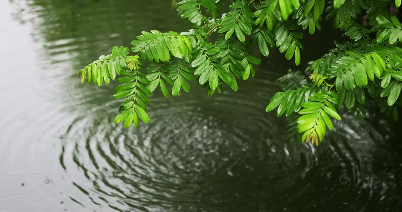 （合集）春雨下雨雨天唯美治愈空镜头视频素材