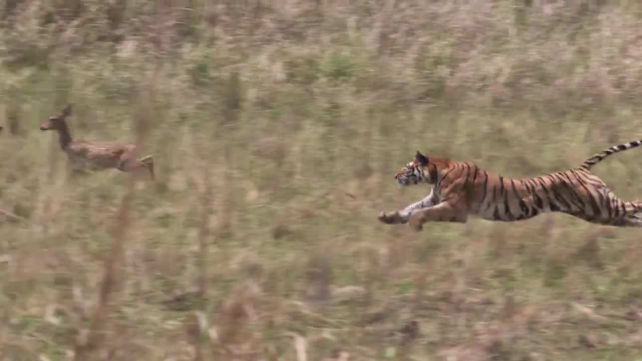 孟加拉虎(Panthera tigris)追逐chital鹿猎物在草原，班德哈瓦加，印度视频素材